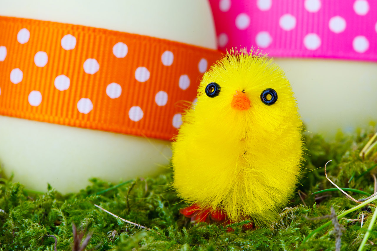 Yellow Easter Chick Stock Photo HD Public Domain Pictures