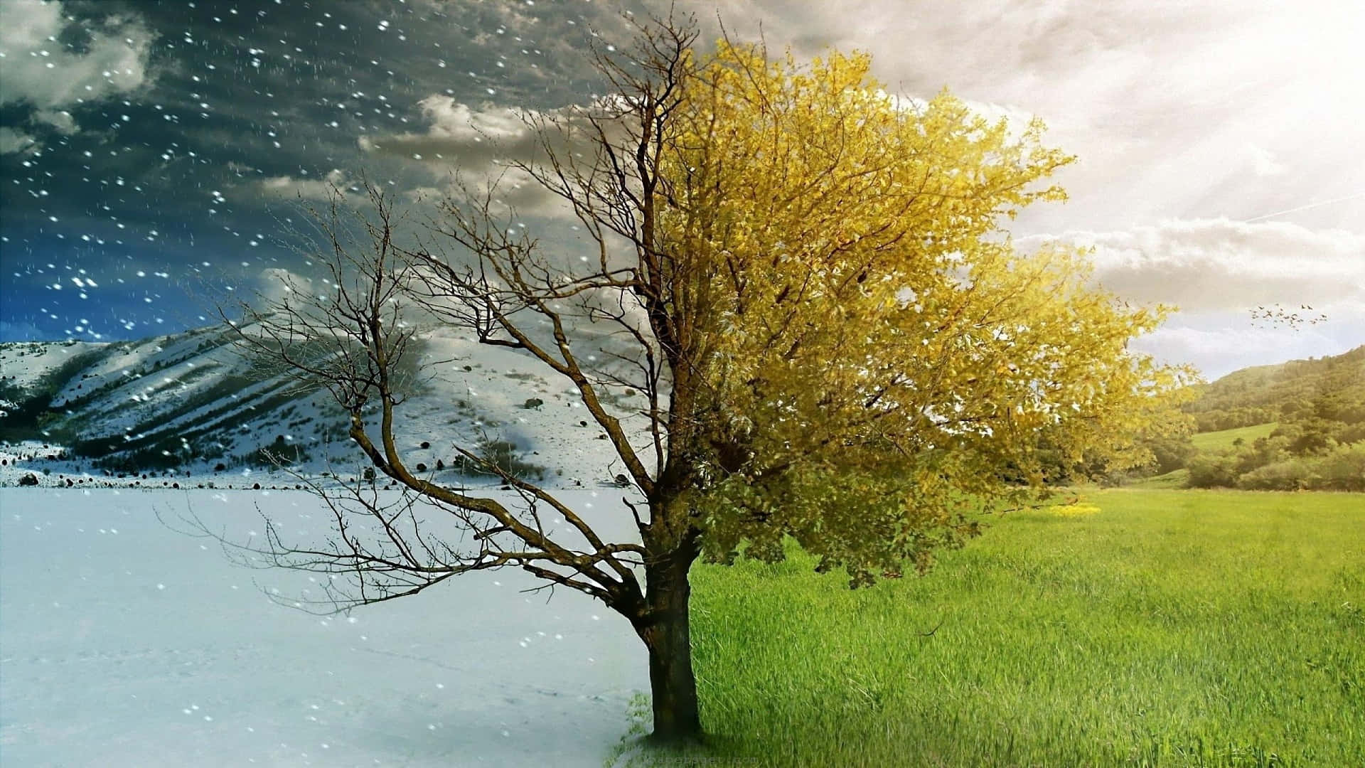 Half Background Wallpaper