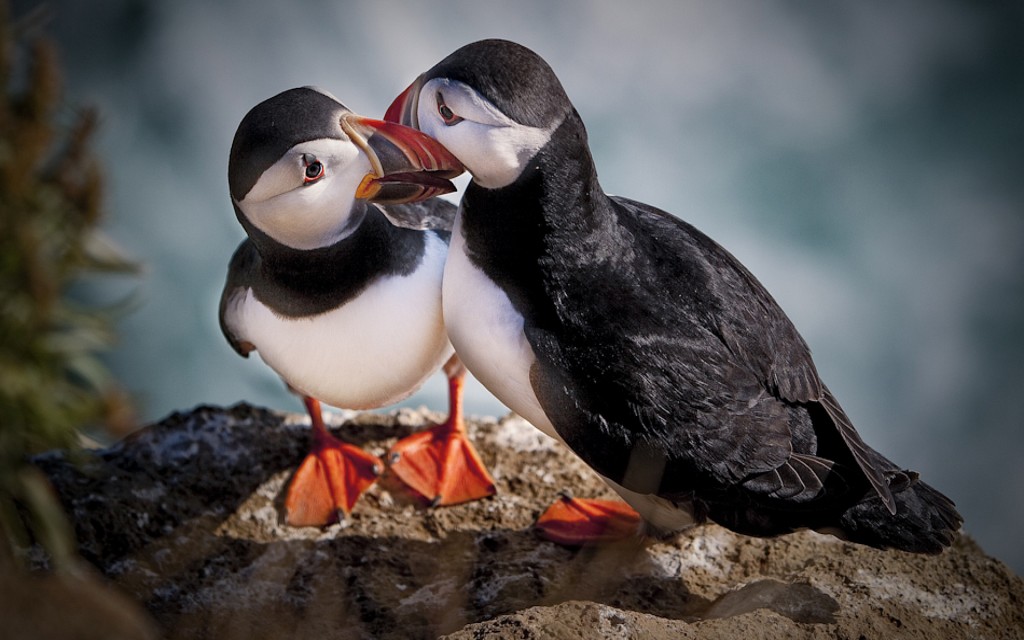 Ing Right Now The Image Puffin Most Romantic Animals Wallpaper
