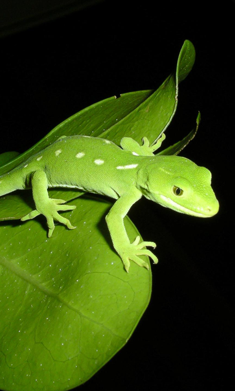 Gecko HD Live Wallpaper For Android