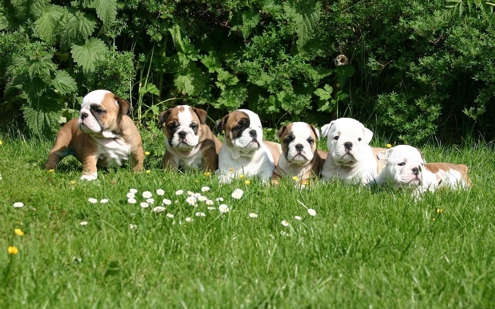 HD Group Of English Bulldog Puppies Dogs Wallpaper Background