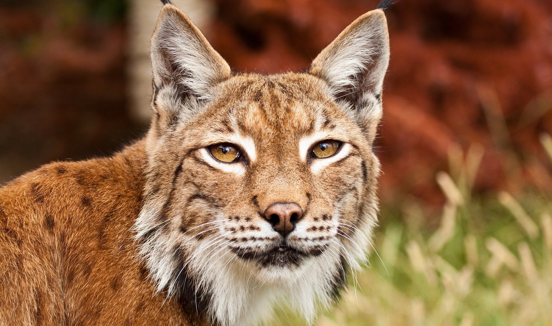 Bobcat Wallpaper Pictures On Animal Picture Society