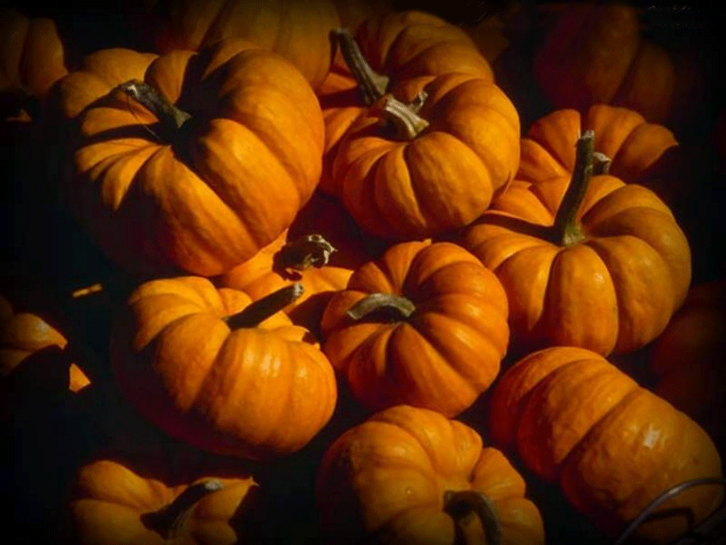 Pumpkin Wallpaper Pumpkins Of Halloween
