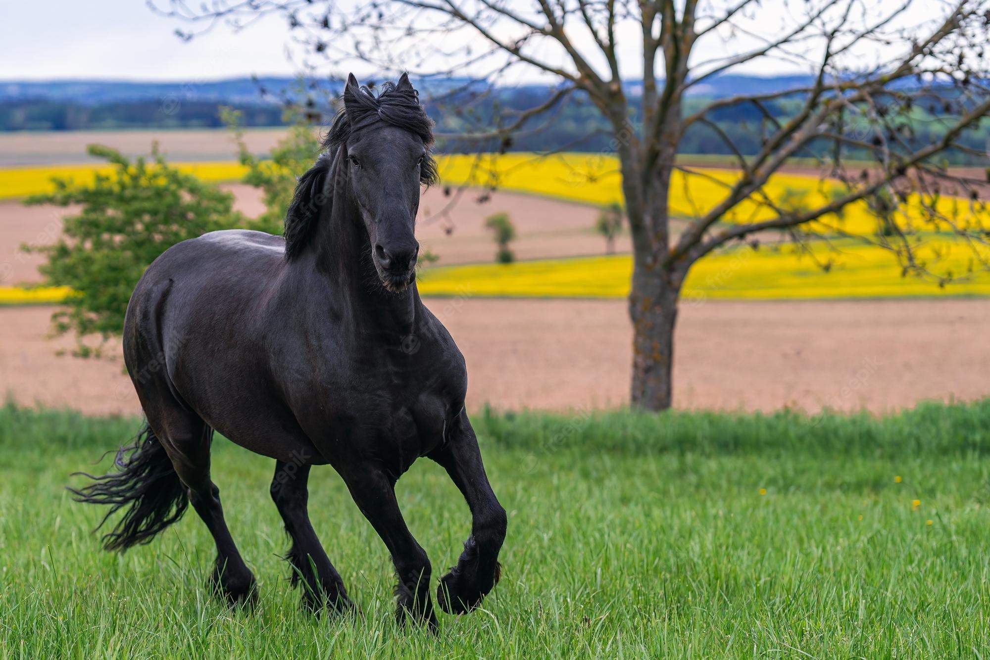 Premium Photo Black Friesian Horse Runs Gallop