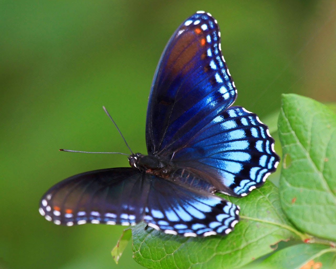 Butterfly Desktop Wallpaper Allfreshwallpaper