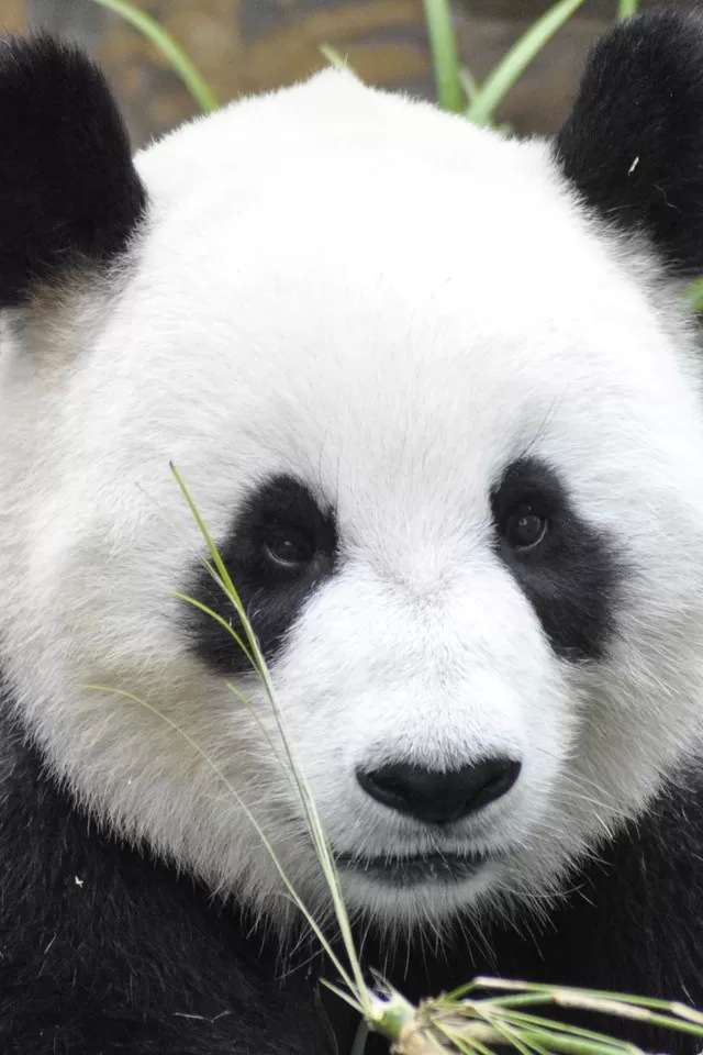 Cute Panda iPhone 4s Wallpaper iPad