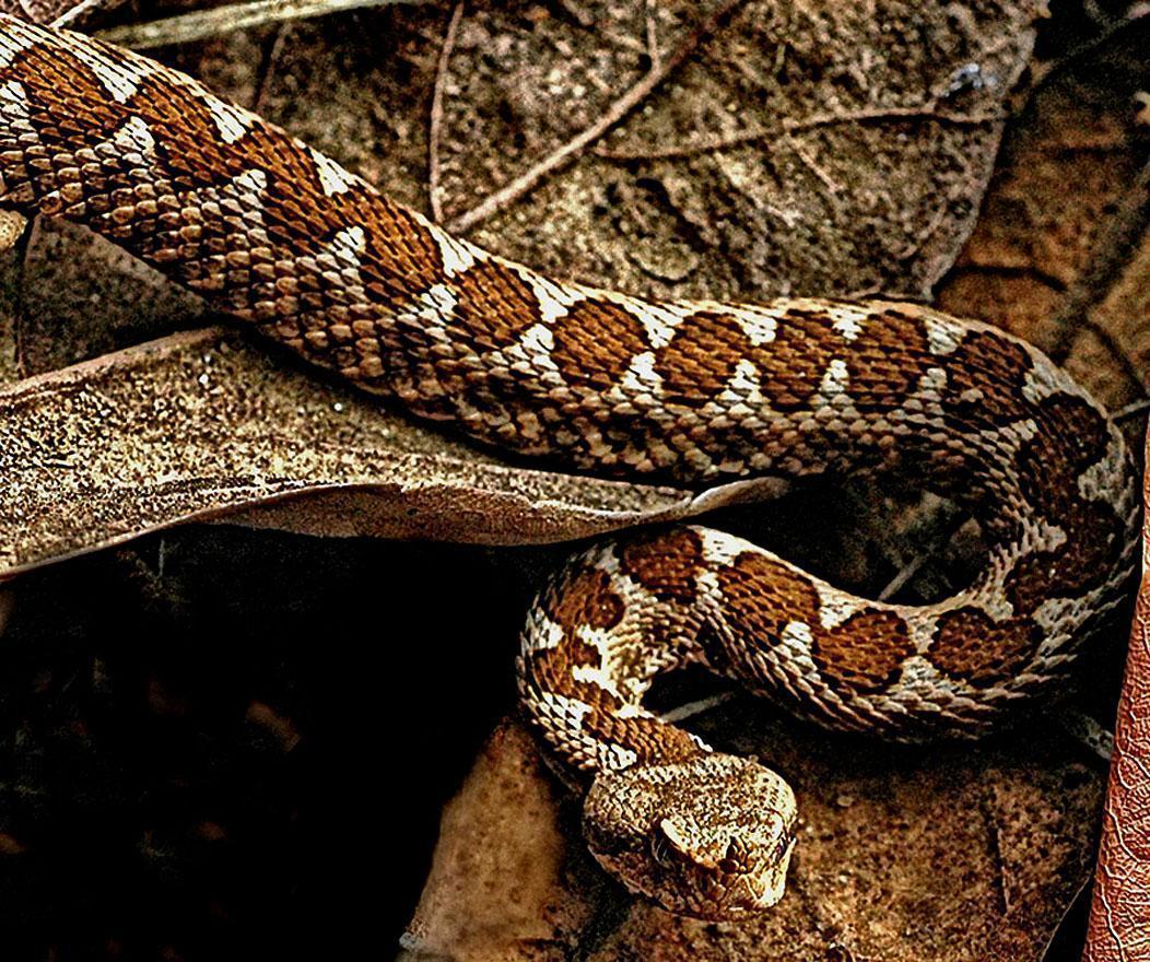 Viper Snake Wallpaper