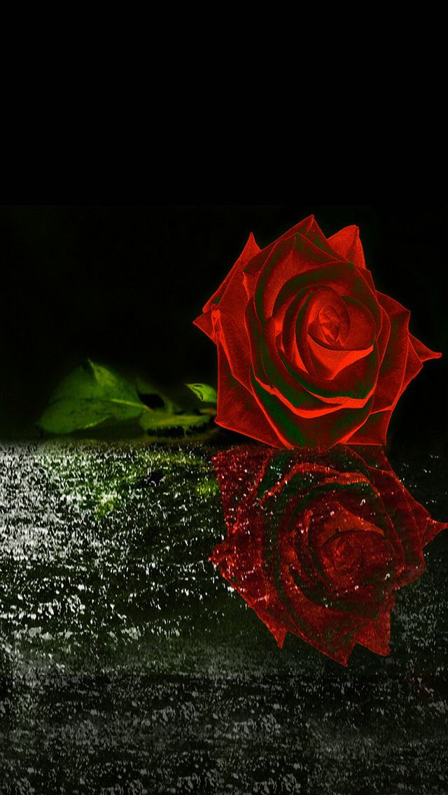 Red Rose Wallpaper By Artist Unknown Roses