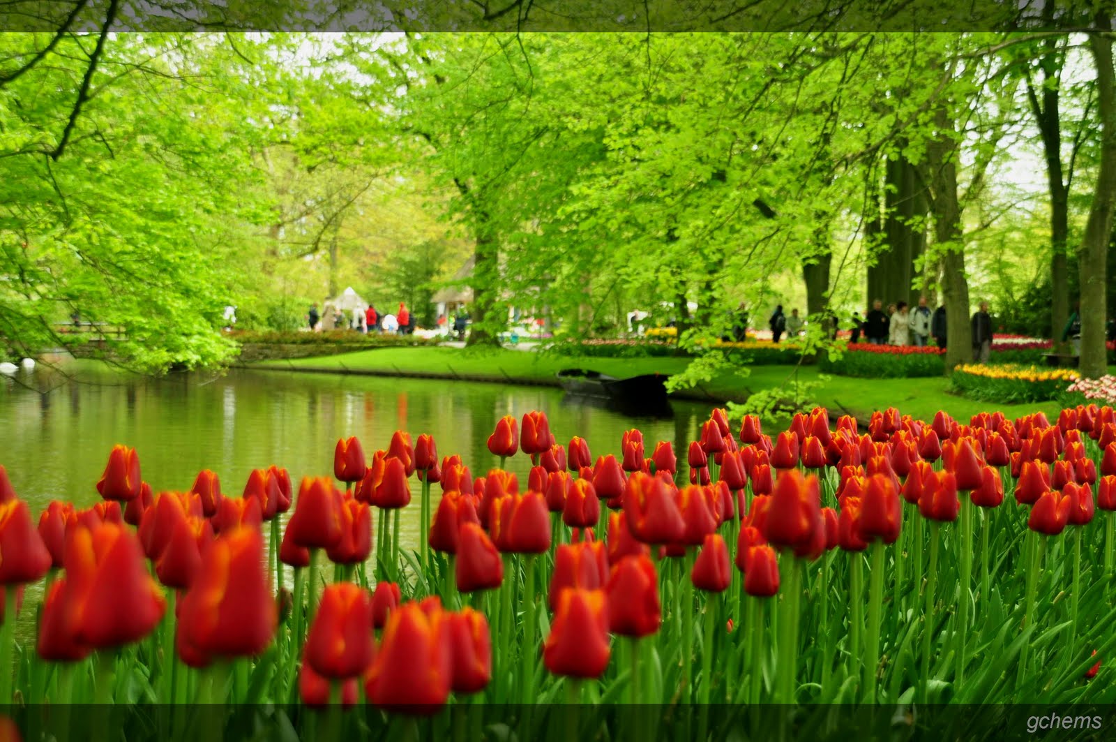 Holland Tulip Gardens HD Wallpaper In For
