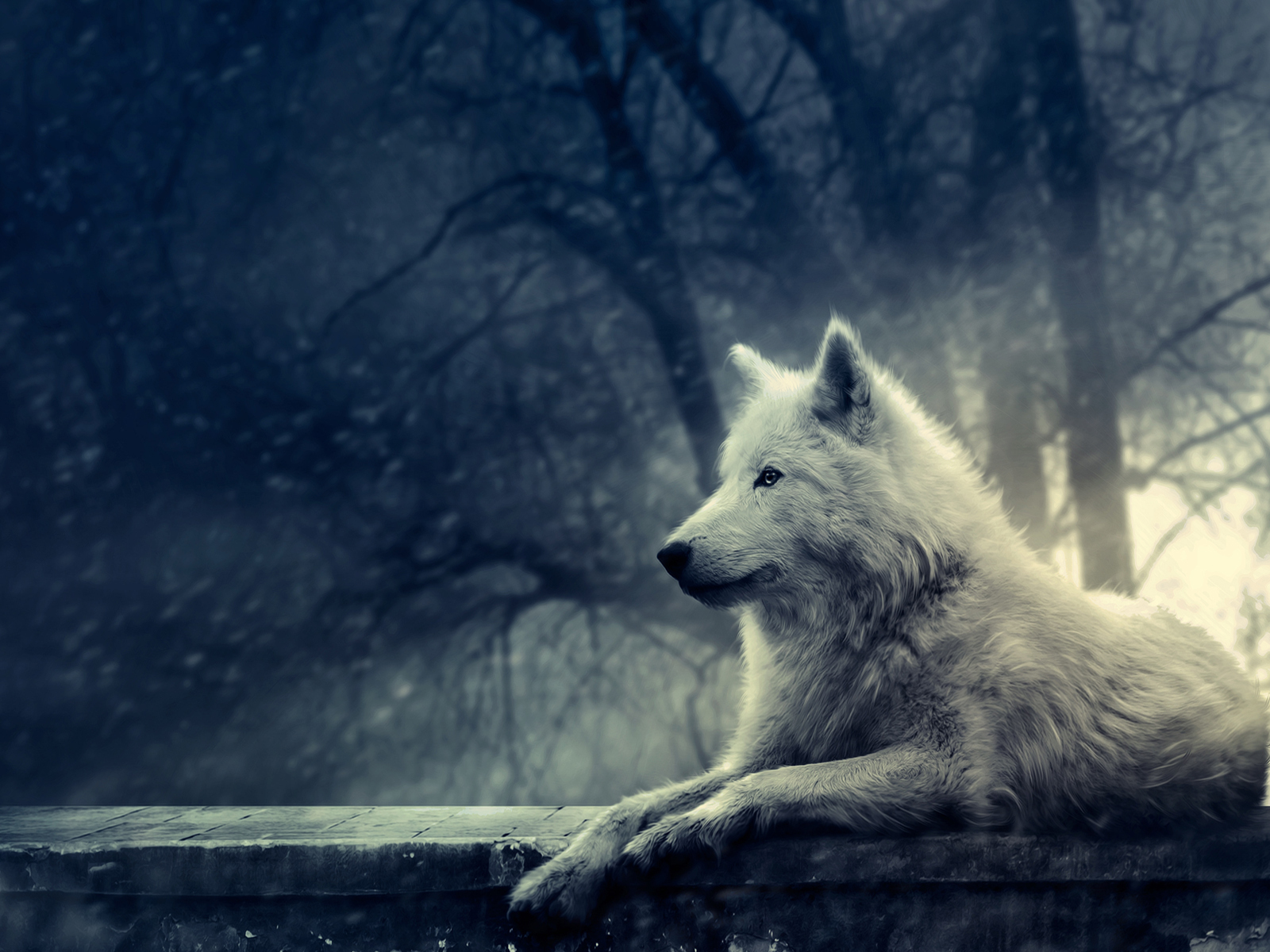 White Wolf Background Yorkshire Wallpaper