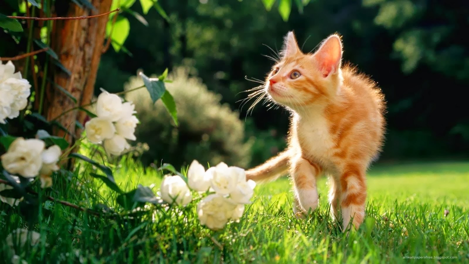 Kitten Flower Desktop Wallpaper