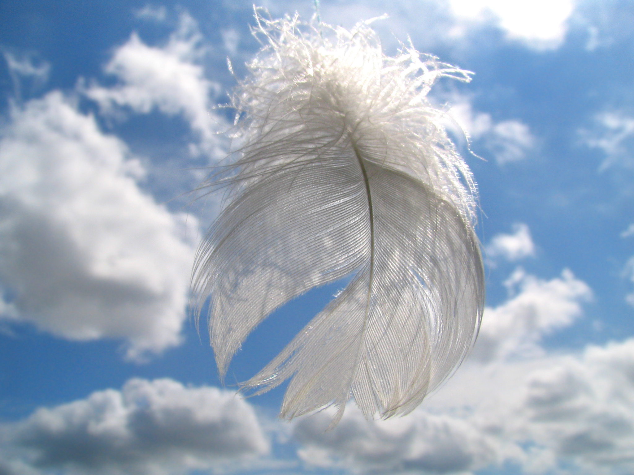 Displaying Image For White Feather Wallpaper