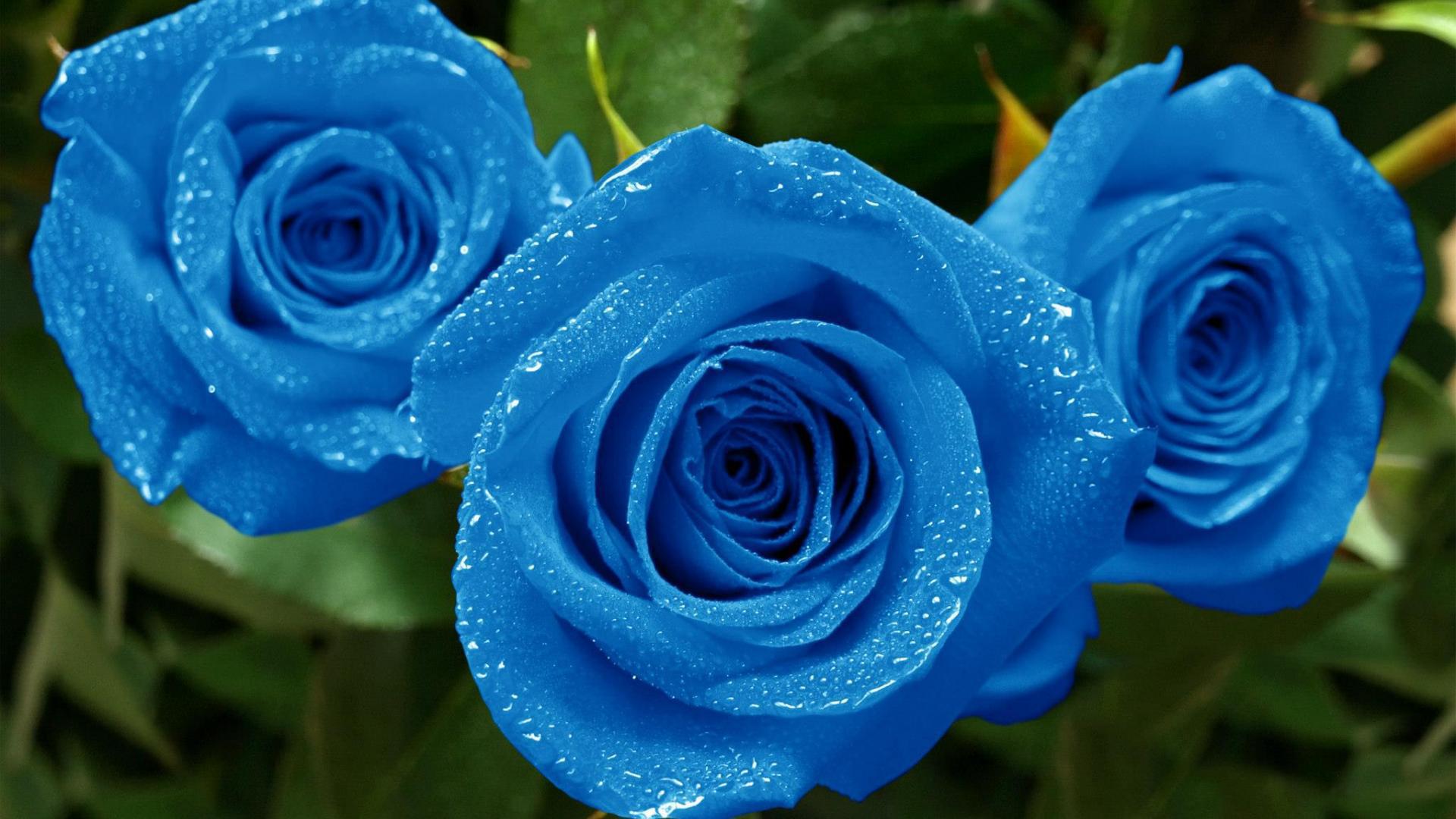 Blue Rose Flower HD Wallpaper Teahub Io