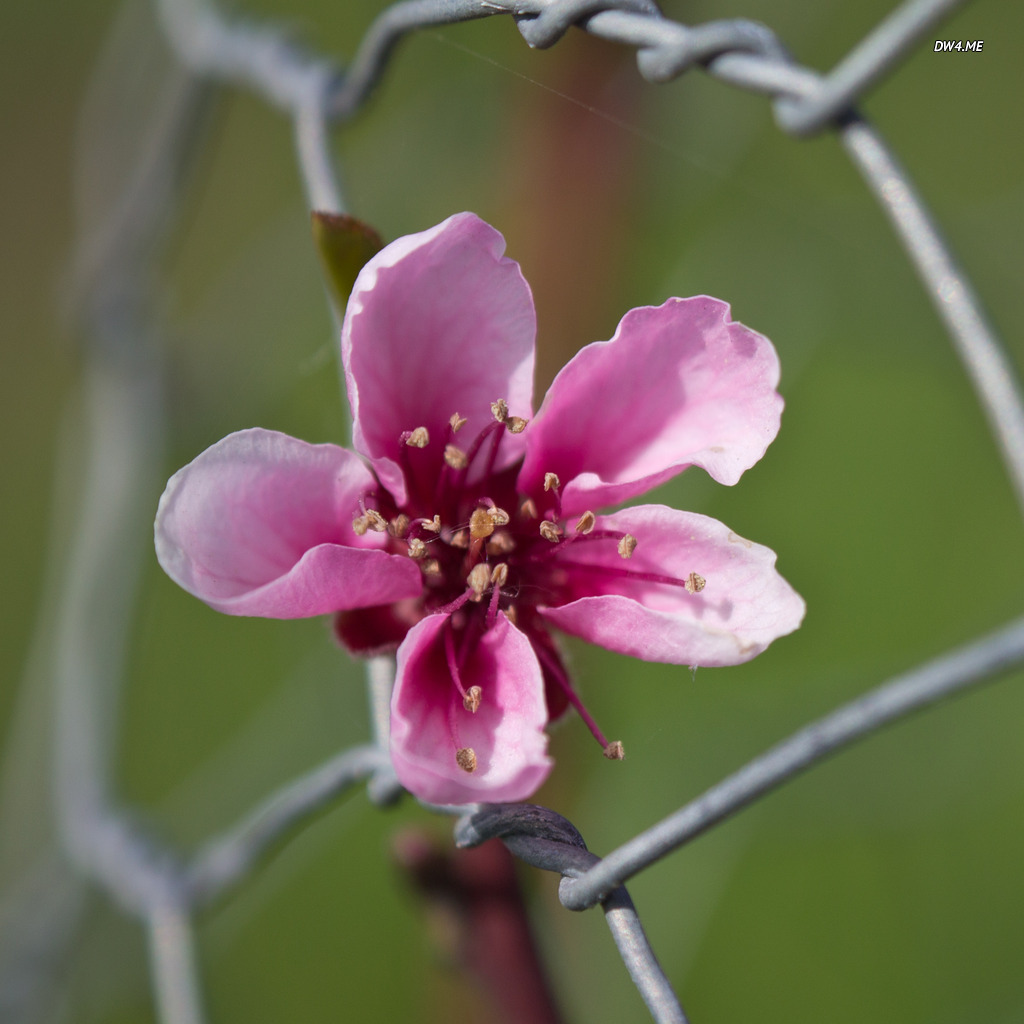 Blossom Through Chicken Wire Wallpaper Flower