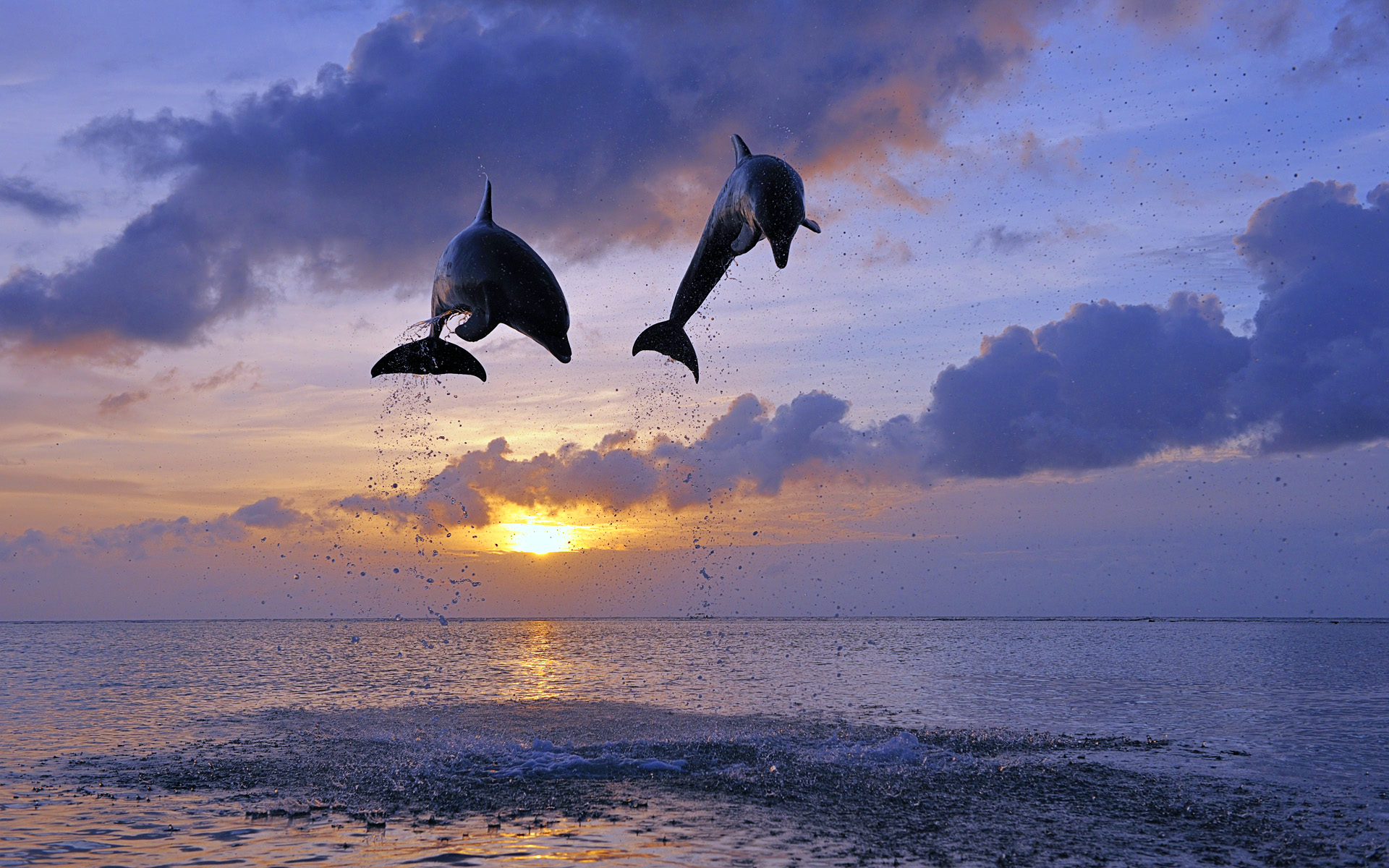 Dolphin Jump Sunset Clouds Ocean Wallpaper