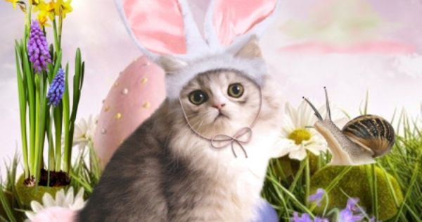 Easter Cat Desktop Nexus Wallpaper