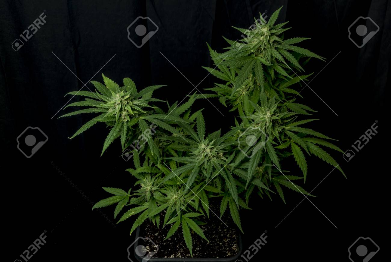 Bubba Kush Variety Of Medical Marijuana With Black Background