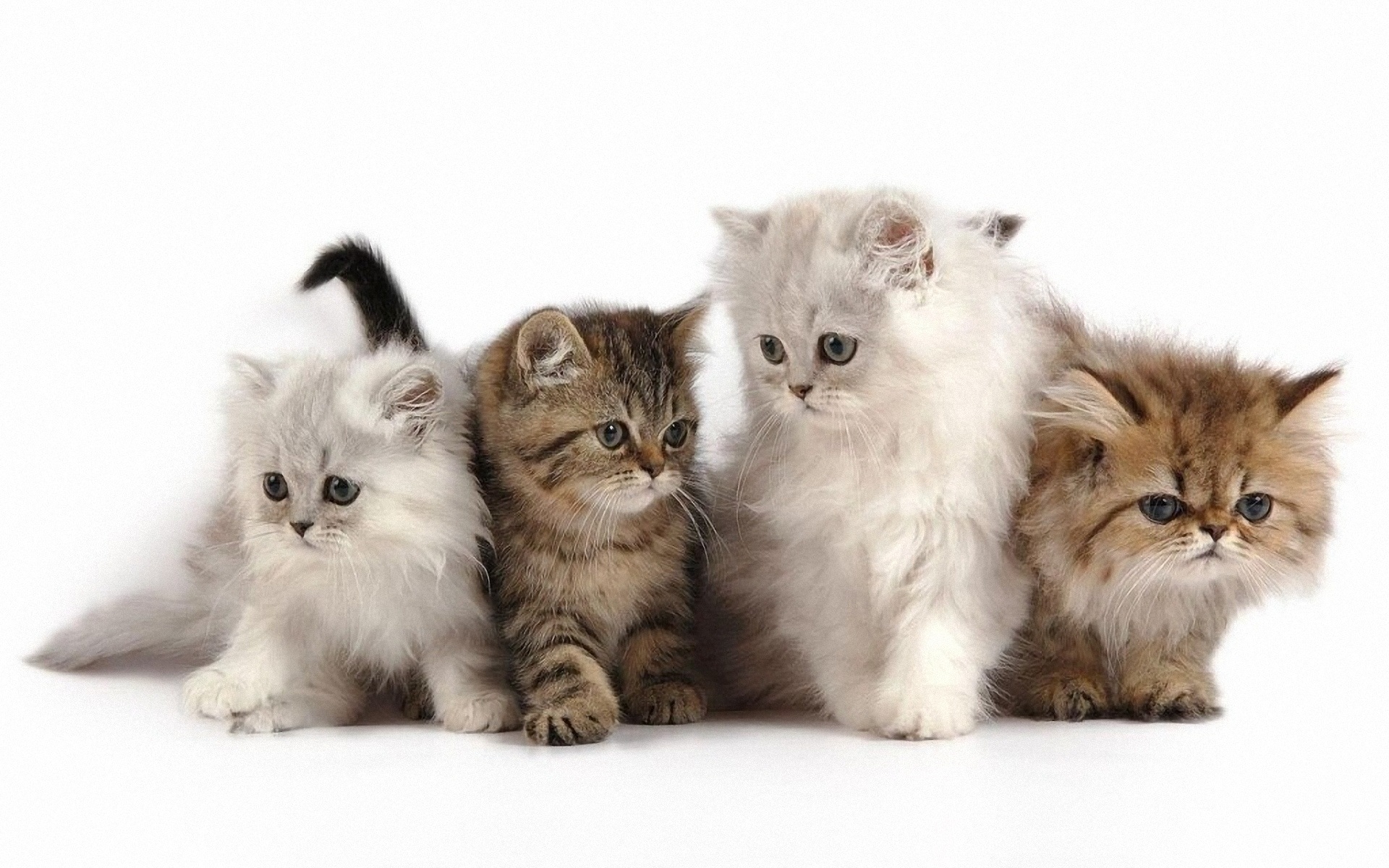 Cute Kittens HD Wallpaper For Desktop