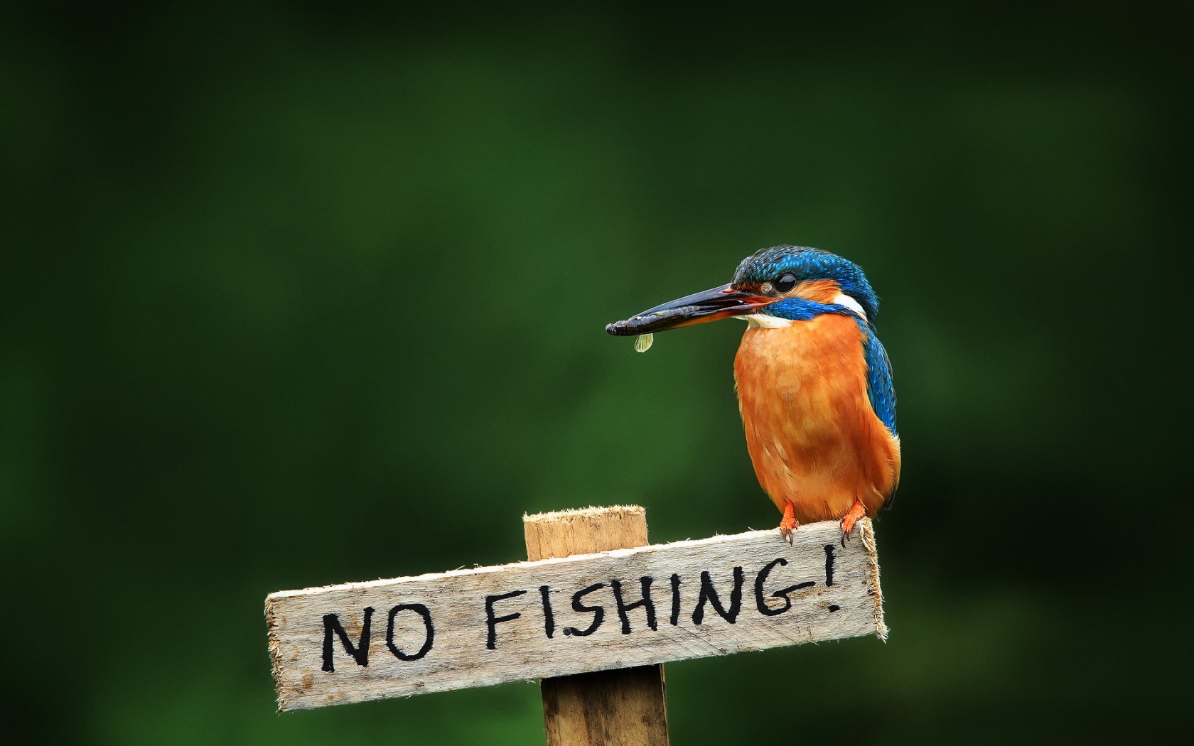 Ing Bird Kingfisher Sign No Fishing Wallpaper