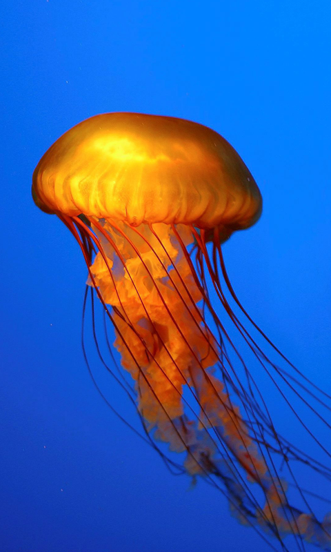 Jellyfish HD Wallpaper Live For Android