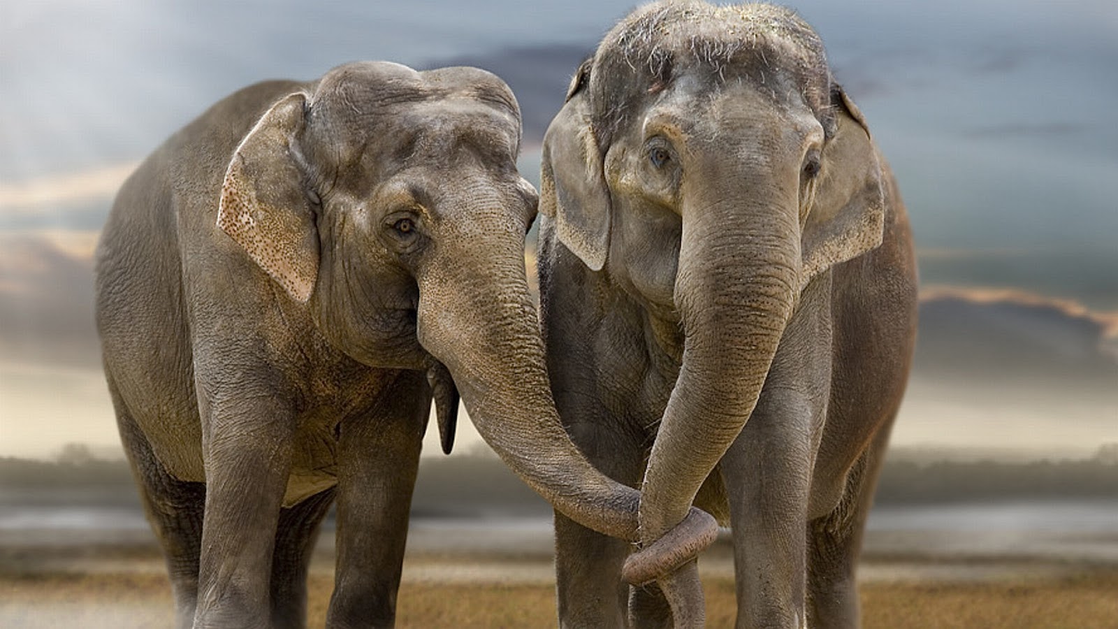 Animals Wallpaper HD Elephant