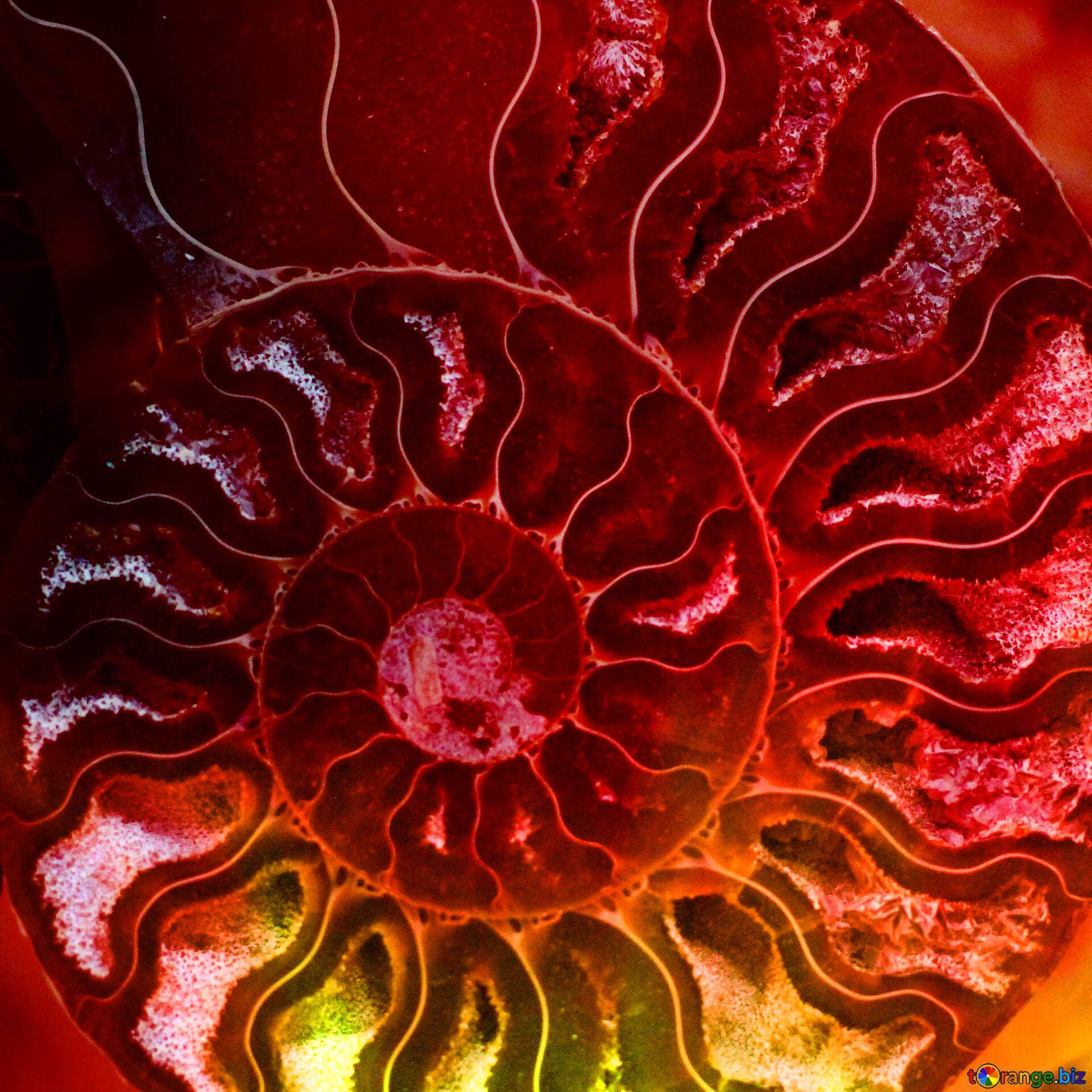 Ammonite Fire Background Picture Wallpaper