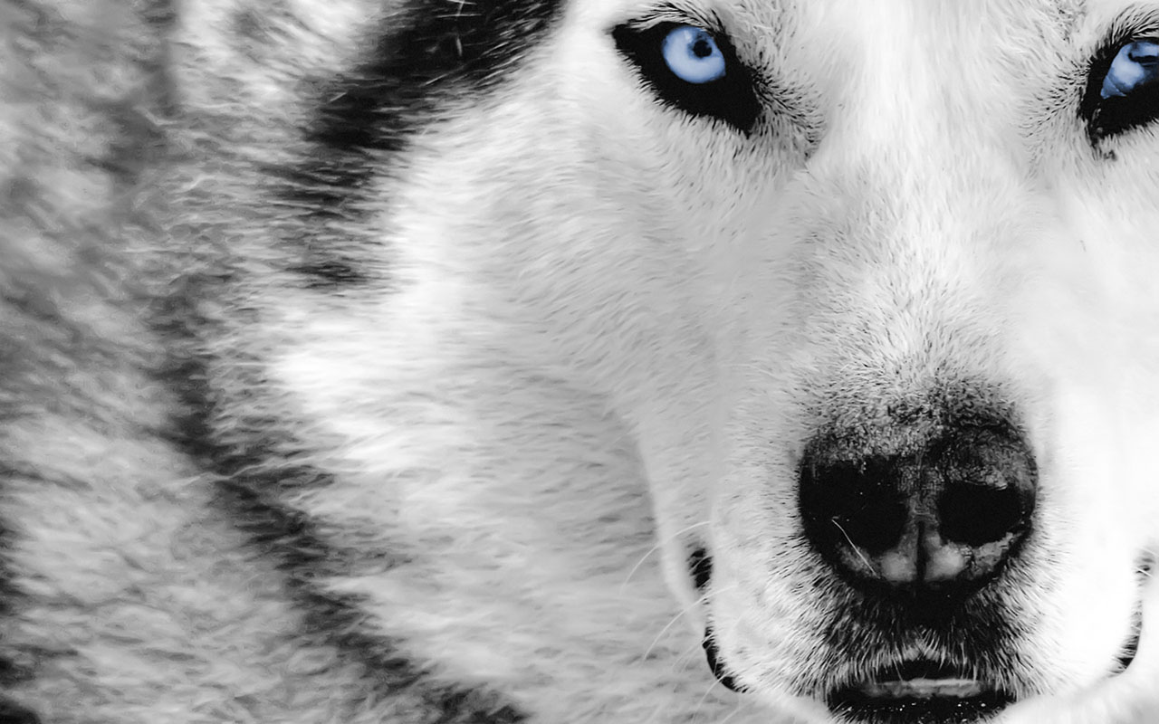 Cool Wolf Best Animal Wallpaper