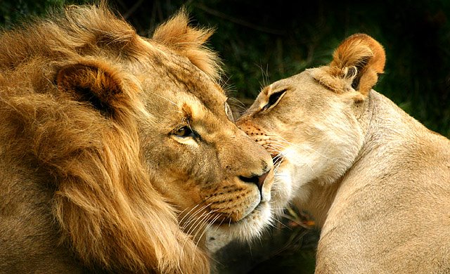 Lion And Lioness Pinmania