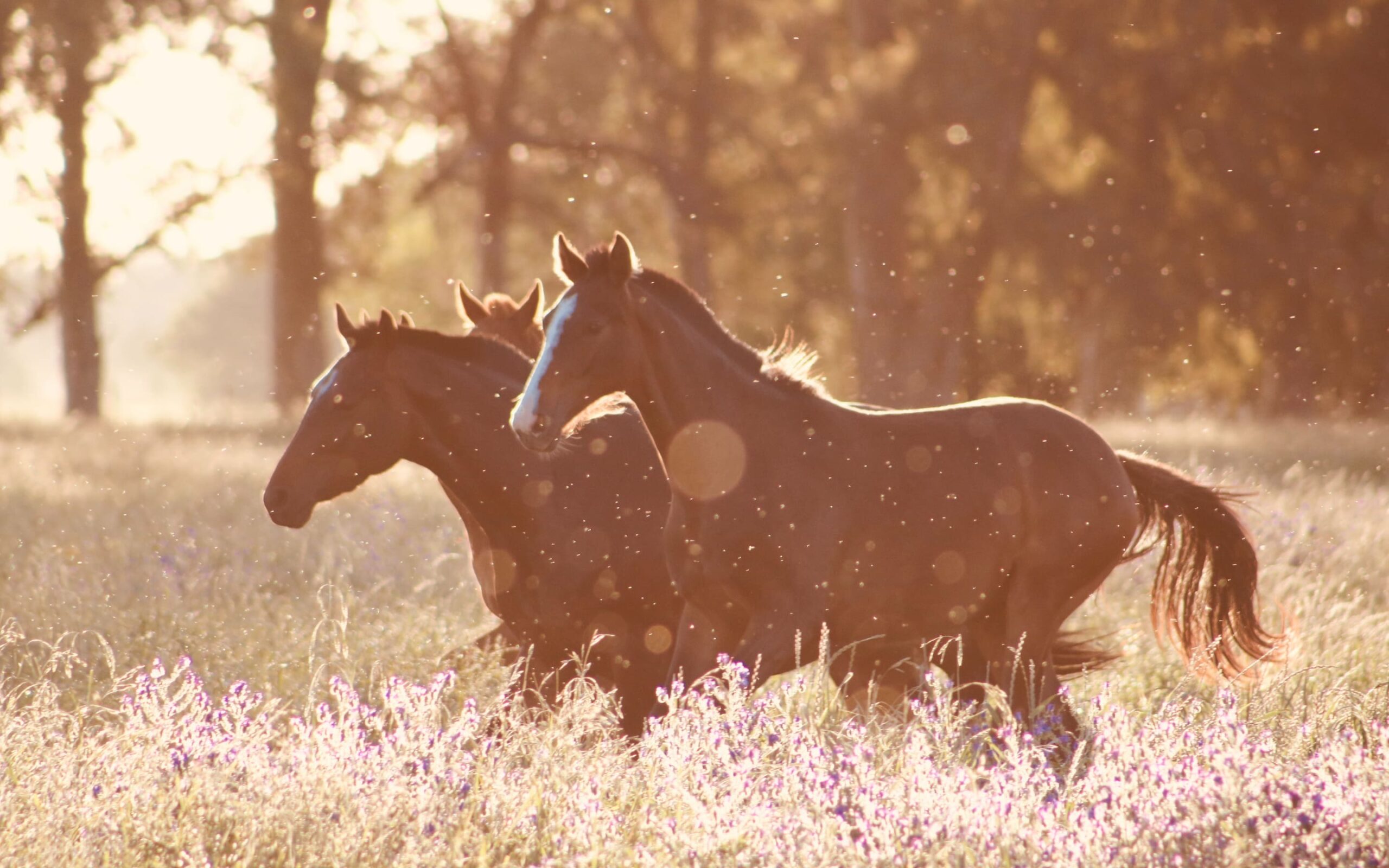 Aesthetic Animals Wallpaper
