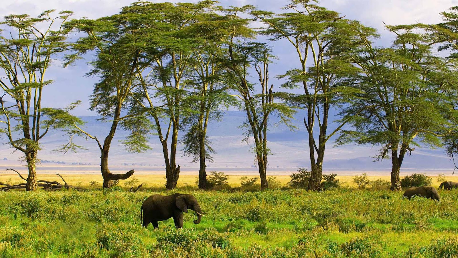 African Elephants In The Distance HD Wallpaper Background