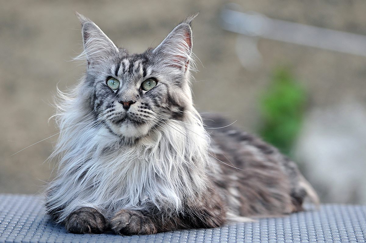 Free download cat maine coon hd wallpaper 0001 [1200x797] for your Desktop, Mobile & Tablet