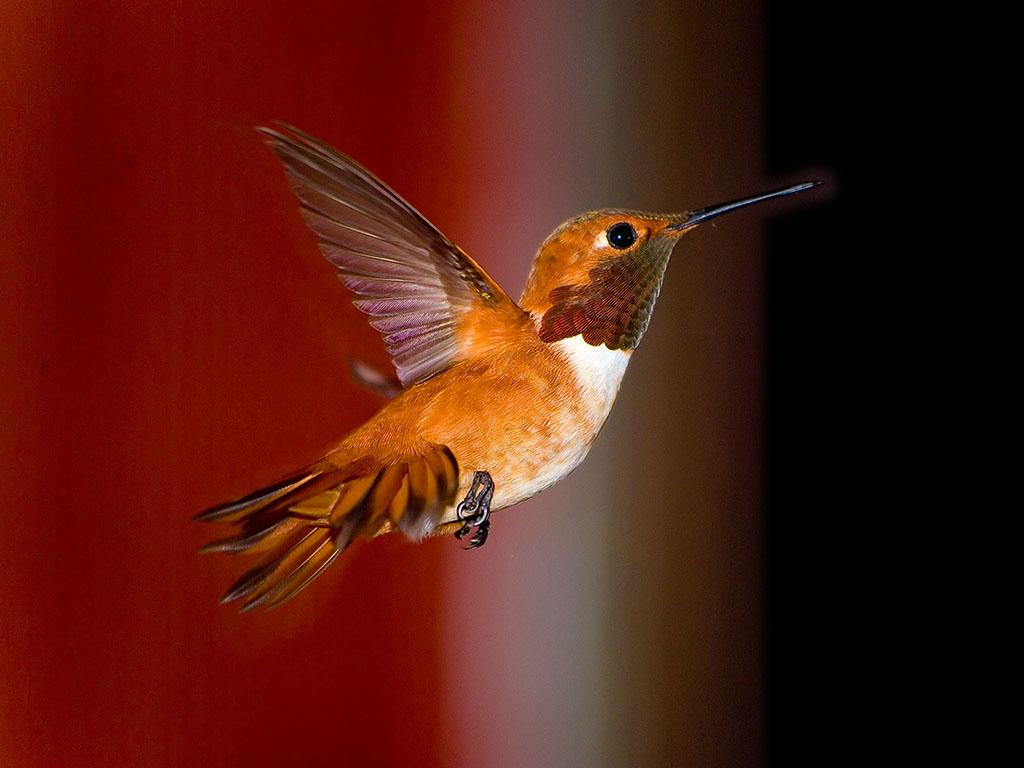 Hummingbird Wallpaper HD Pictures One