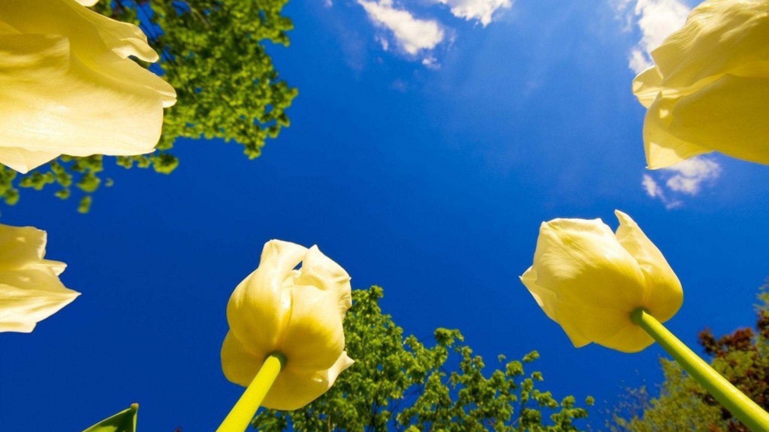Yellow Flowers And Blue Sky HD Wallpaper