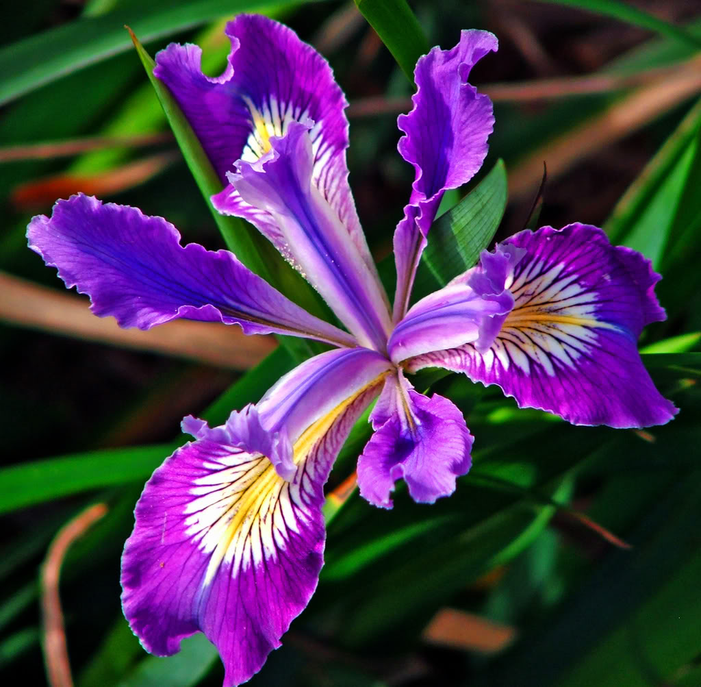 HD Wallpaper Iris Flower X Kb Jpeg