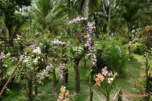Yoga God And Love Beautiful Tropical Flowers