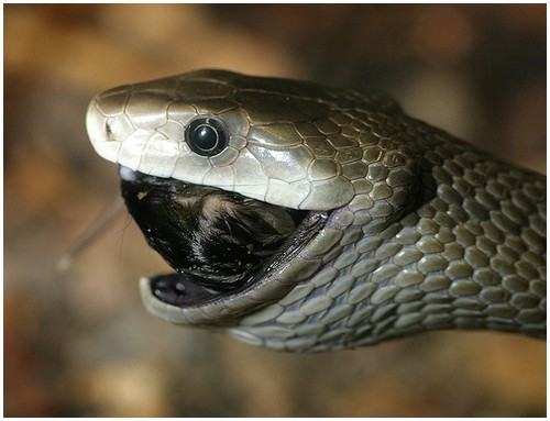 Though Its Name Is The Black Mamba It Not Always When