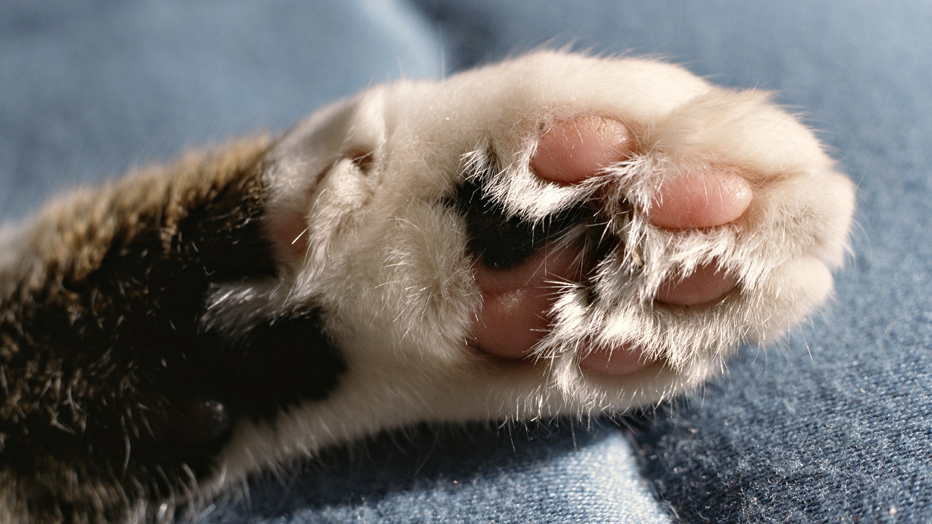 Cats Paws Wallpaper