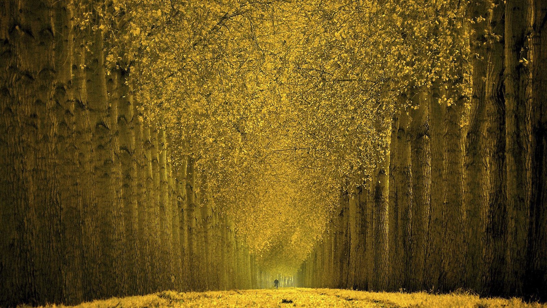 Beautiful Autumn Trees High Definition Wallpaper HD