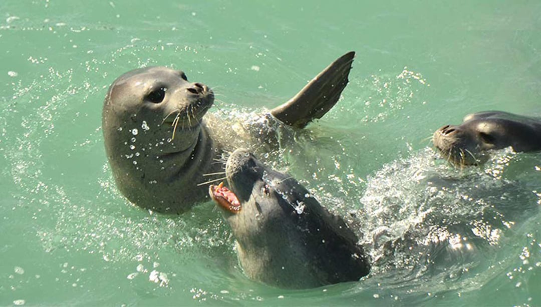 Monk Seal Monday Wallpaper