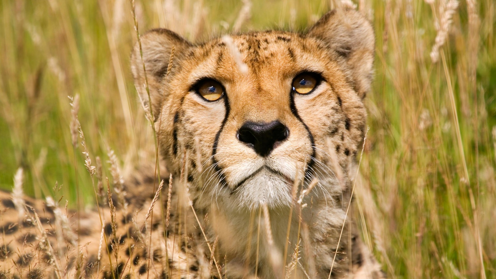 African Wildlife Desktop Wallpaper - Wallpapersafari