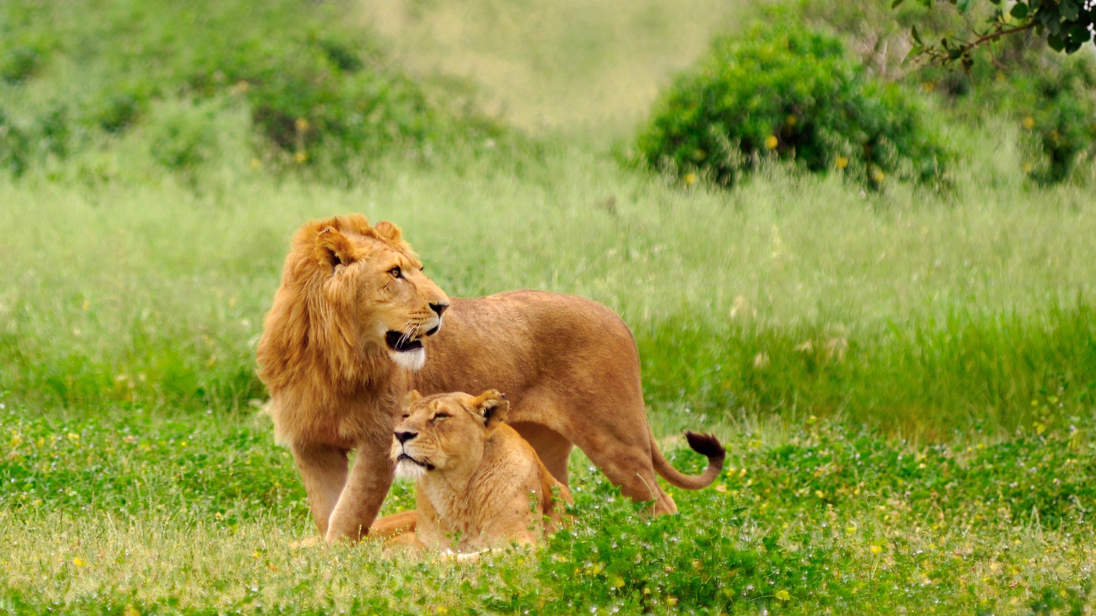 Lion Wallpaper In Psd