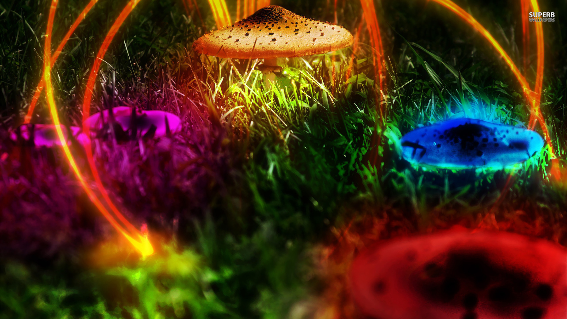 Amazing 3D Mushroom Free UHD   Android Apps Games on Brothersoftcom