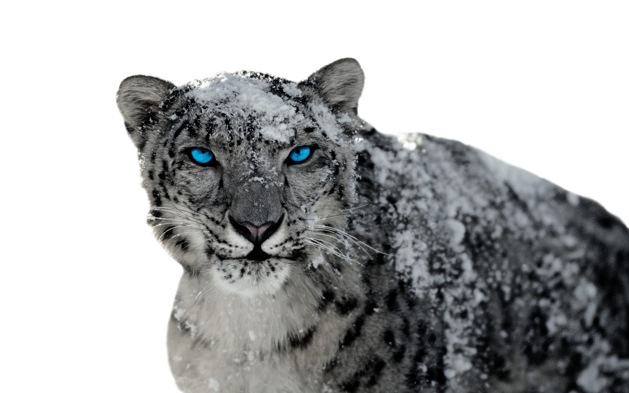 A majestic snow leopard with piercing blue eyes, its fur dusted with snowflakes, stares intensely at the viewer against a pure white backdrop