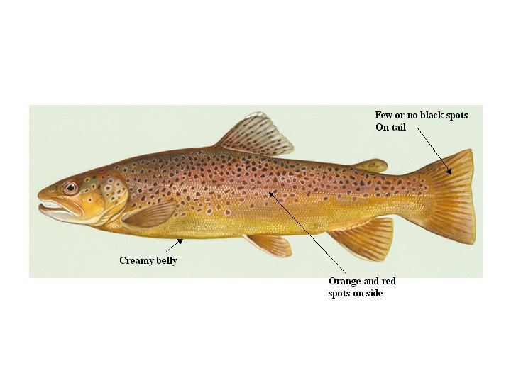 Brown Trout Pictures Of Fish