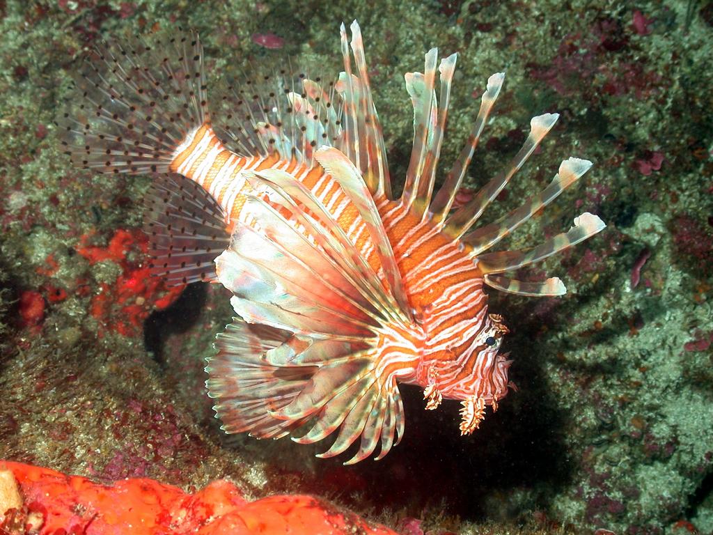 Red Lionfish Wallpaper Me