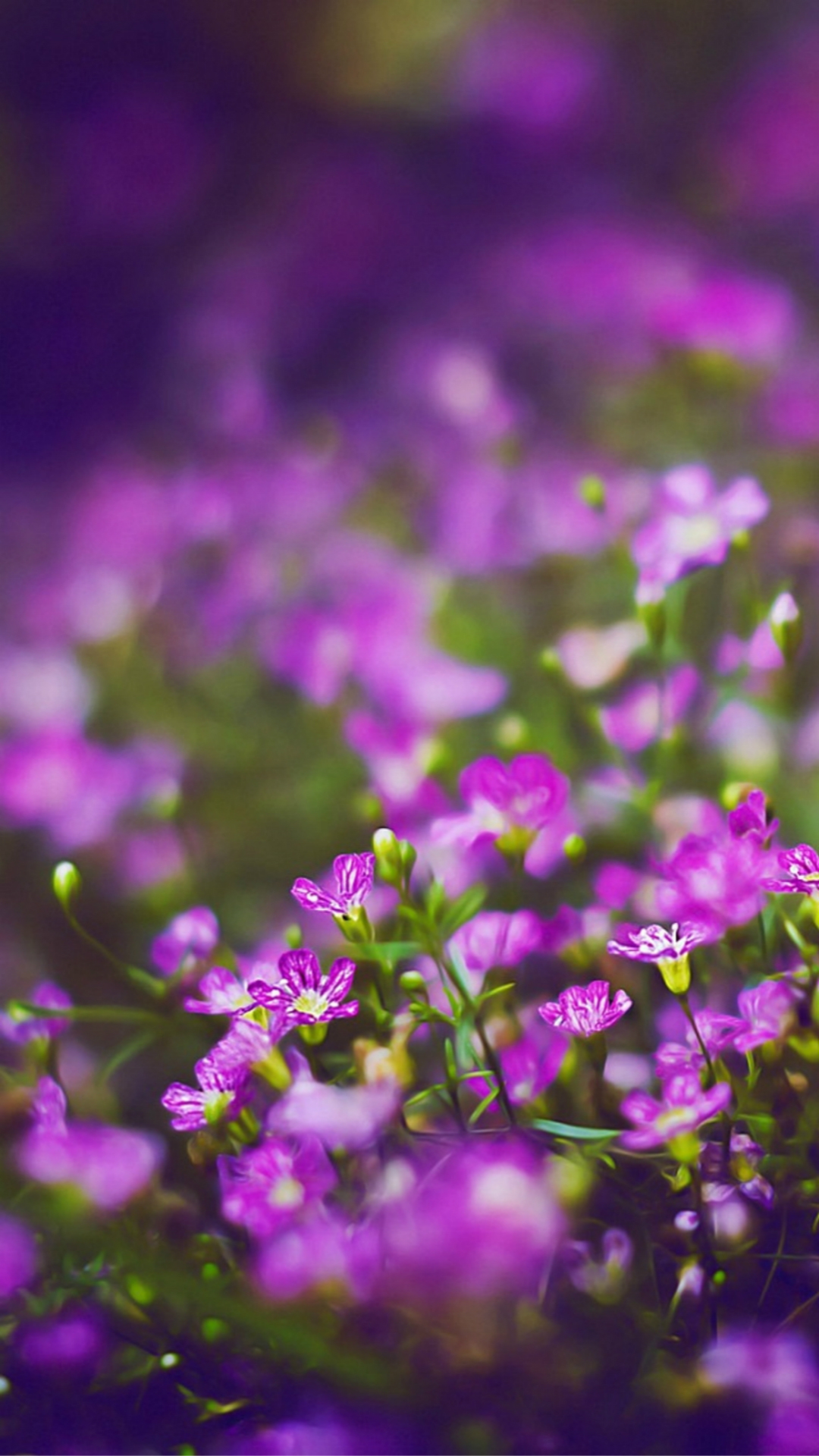 Flower iPhone Background Wallpaper