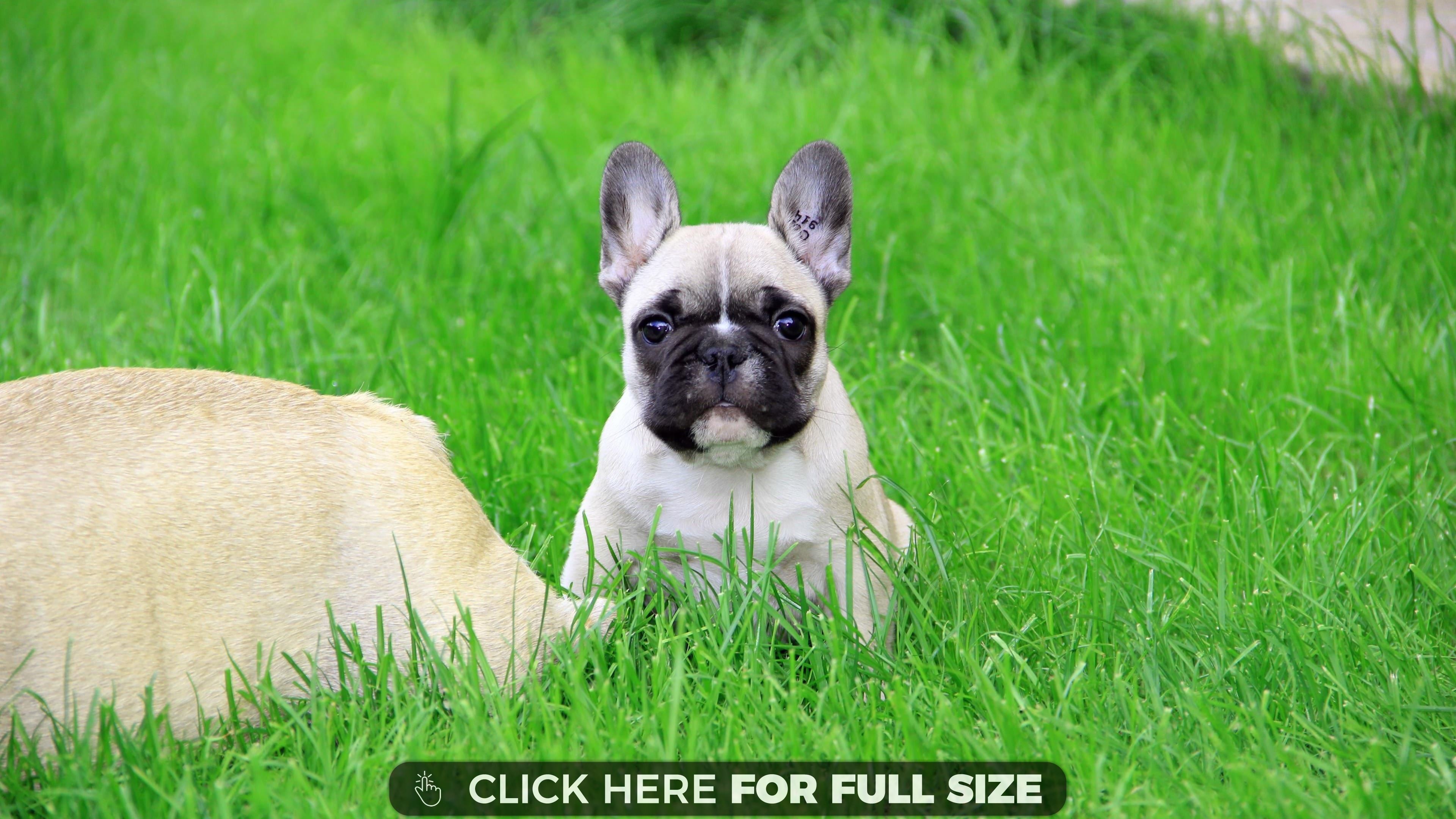 French Bulldog Puppy 4k Wallpaper