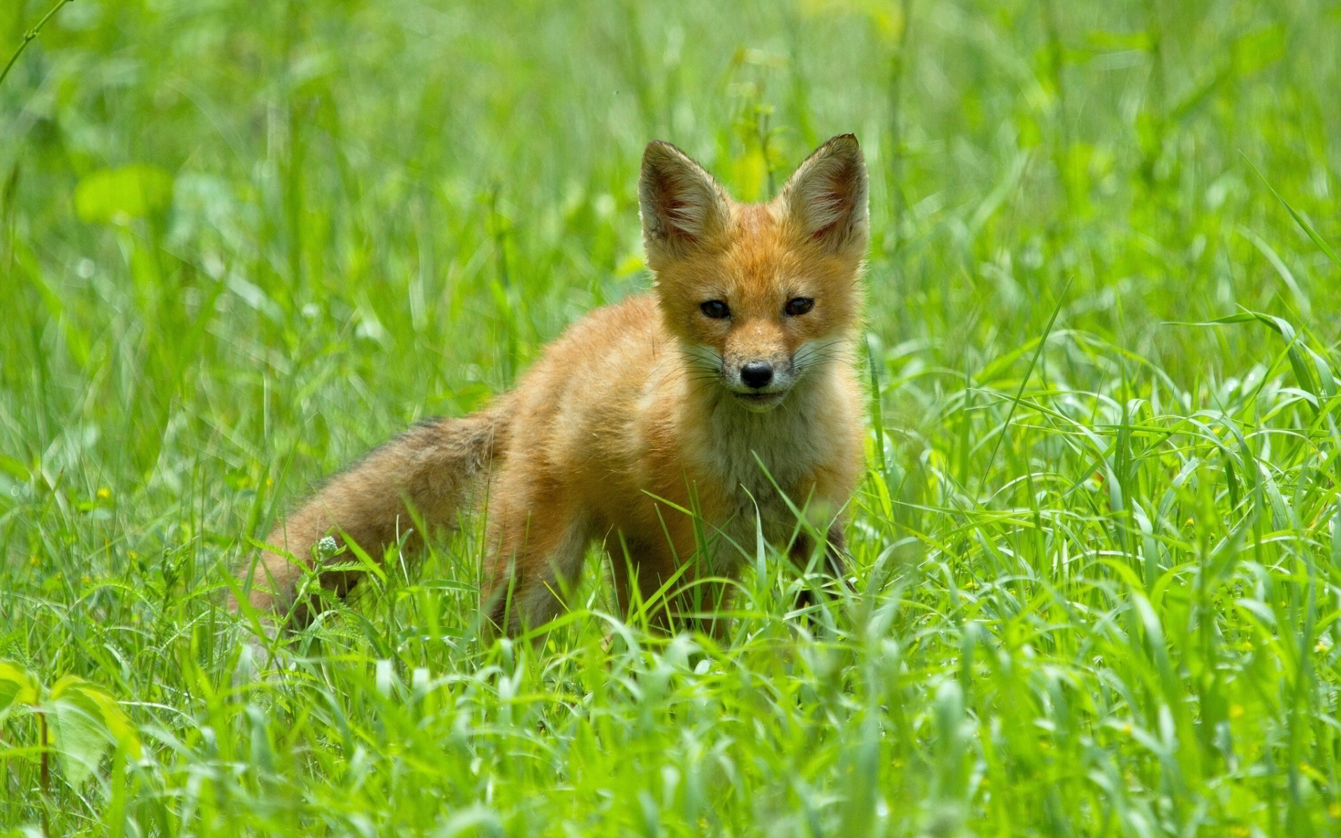 Cute Fox Cub Hd Wallpapers Pictures Photos Images Chainimage