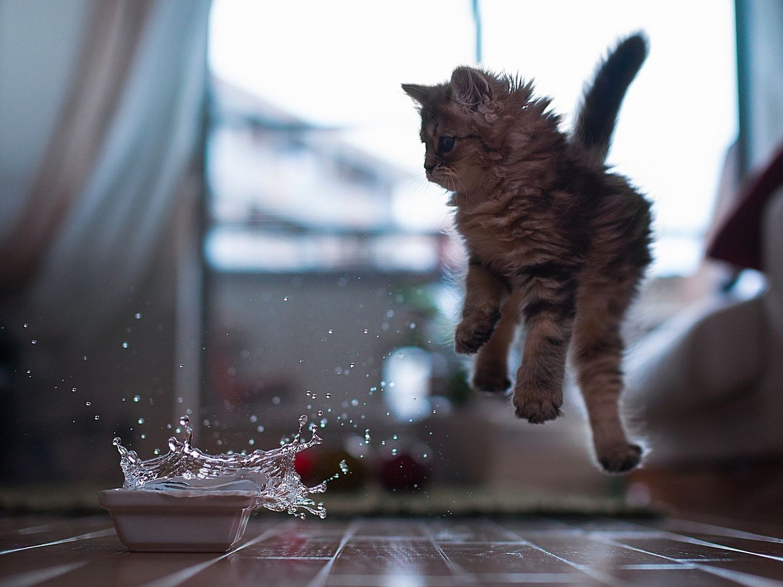 Animals Cat Jumping Splashes Water Wooden Surface Ben Torode