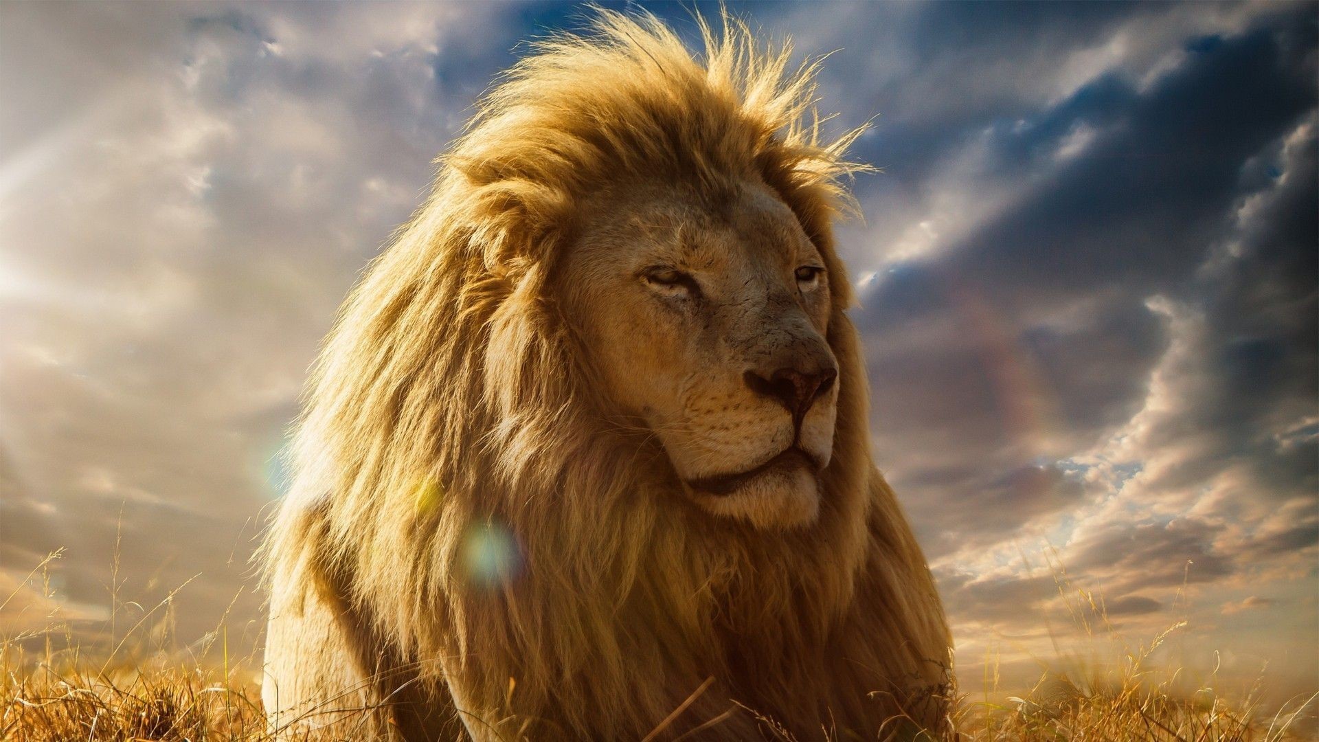 Majestic Male Lion with Flowing Mane in Golden Light
